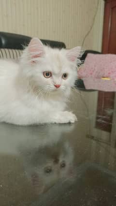 Persian
