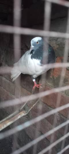 pigeon fancy