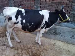 Gay or sath Bachchi 5 months ki dood 9kg