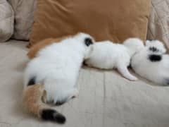 kitten
