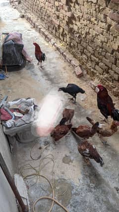 1 misri murgi or 5 asal murgi 1 muga jis ki 1 ankh kharab h