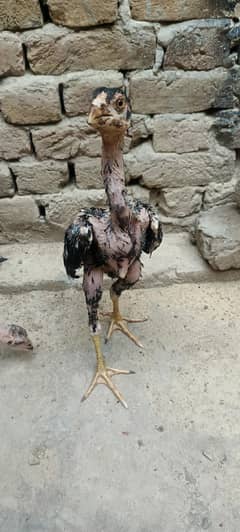 Aseel chicks for sale