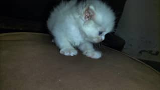Persian Kittens | Persian Cat | Kittens For Sale