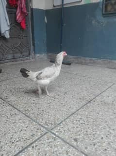 dasi