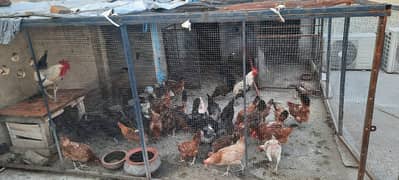 6 misri +36 golden Available | مصری اور گولڈن انڈے دینے والی ہیں