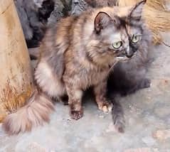 British Persian Cat