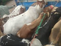 Cow