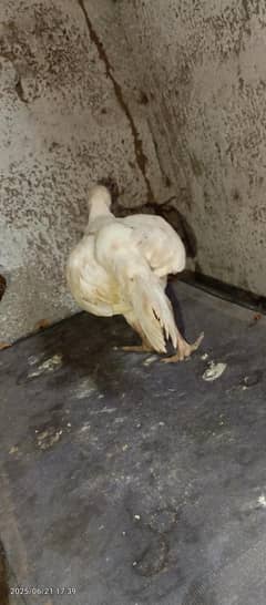 Pure white female sebright bantams available in Islamabad only.