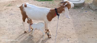 urgent sale bakri or bacha
