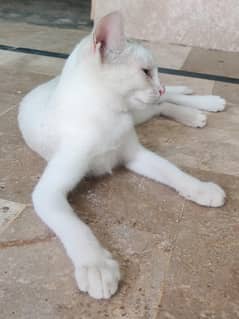 Persian Cat