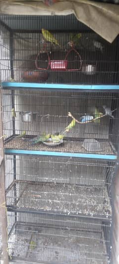 breeder budgies with cage