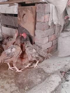 aseel