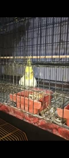 cocktail for sale and other birds exchange