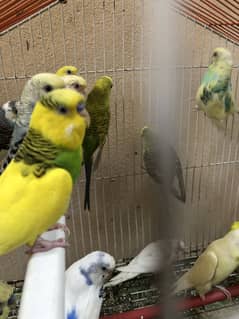 Australian budgies breeder pairs URGENT SALE