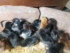 Australorp