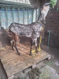 Bakri
