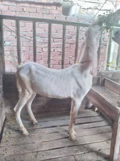 Bakra