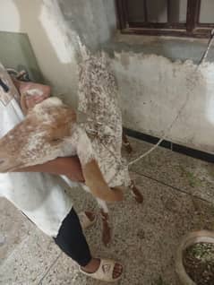 makhi cheeni bakri  active and healthy 4 dant Hain 1 kilo dodh deti h