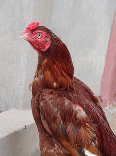 pure Aseel Murga Mianwali Breed