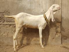 healthy goats available