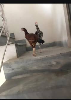 aseel cheena and lakha