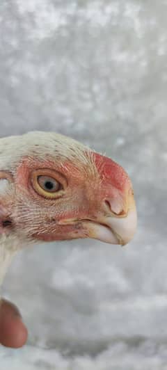 Parrot