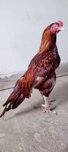 Aseel peela miyawali