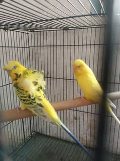 breader pair