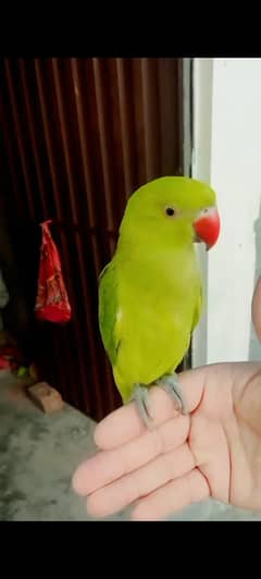 03369510495 Green ringneck parrot handtame self chick