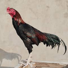 Mianwali