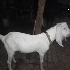bakra