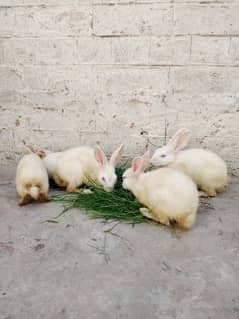 5 Red eyes rabbits for sale