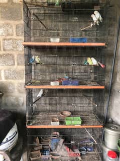 LOvebirds Pair, ALbino, Cremino, Decino, Parblue & Master Cage 8 Port