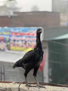 Dragon hen