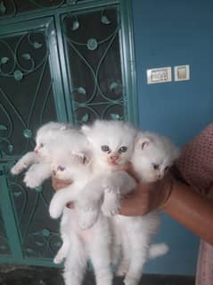 Persian