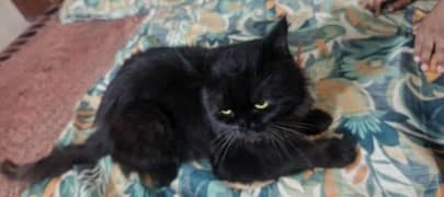 Persian cat