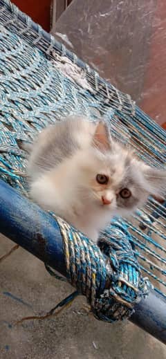 Persian