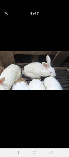 Rabbit
