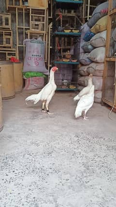 Aseel Heera Set egg Laying