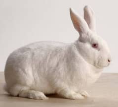 New Zealand white rabbit available