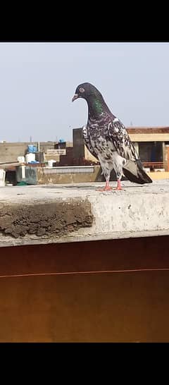 Golden lalpari madiya ha bohat achy haddi jor ki