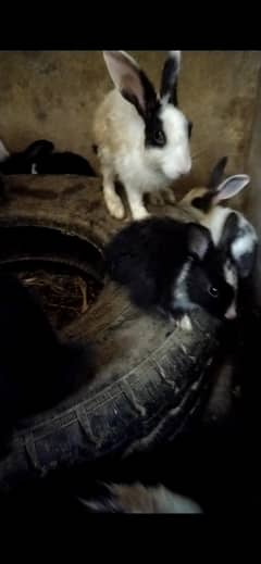 Breeder