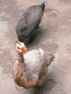 Guinea fawl pair for sale