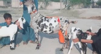 3 Bacchon Ka Sath Desi Bakri For Sale,,+03704815729