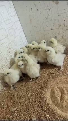 White Silki Chicks For Sale