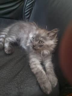 beautiful Persian kitten for sale, trained and playful Persian cat