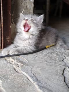 persian kitten pair