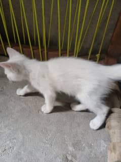 Free Persian Male Kitten Available for Cat Lovers