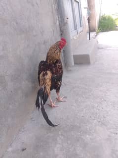 gavaaa for sell