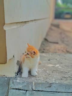Persian